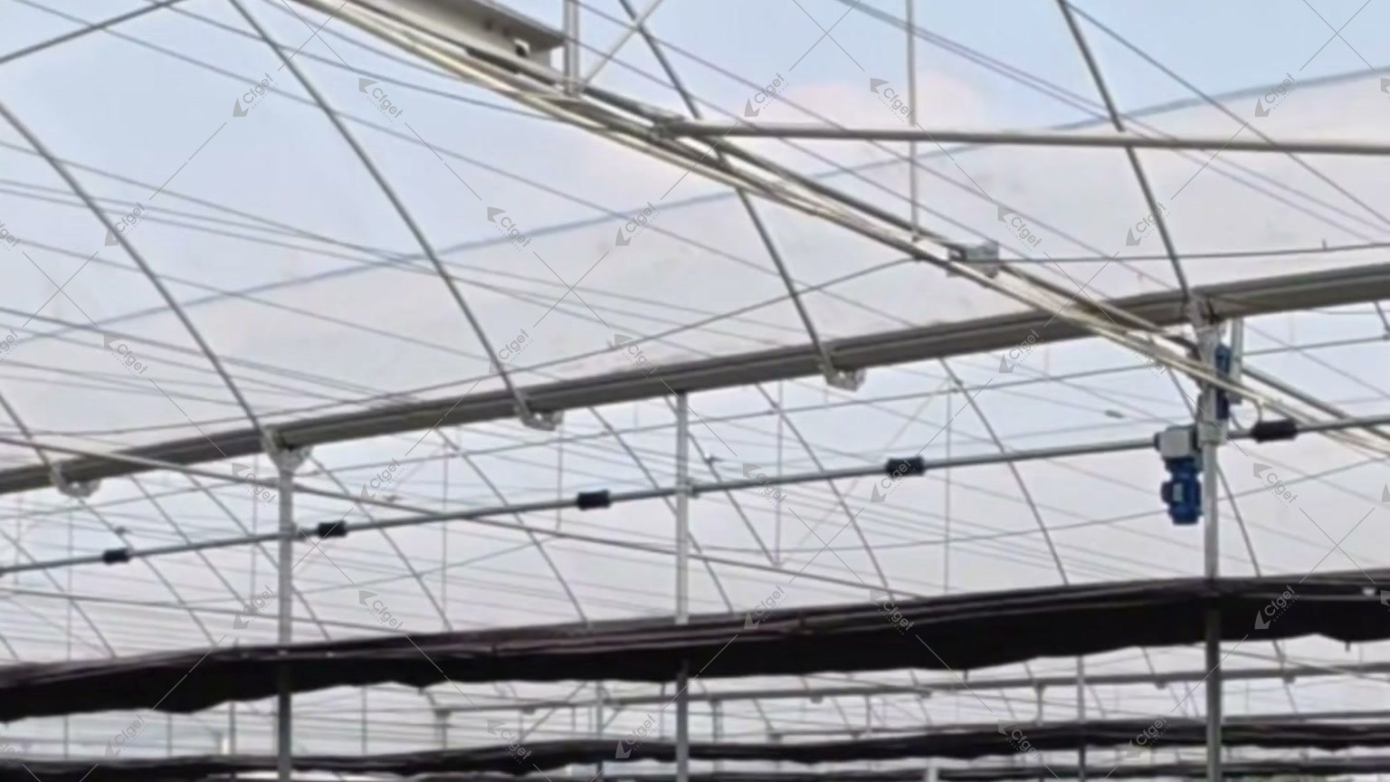 Blueberry bushes growing in black containers inside an arched film greenhouse in Chengdu for blueberry greenhouse