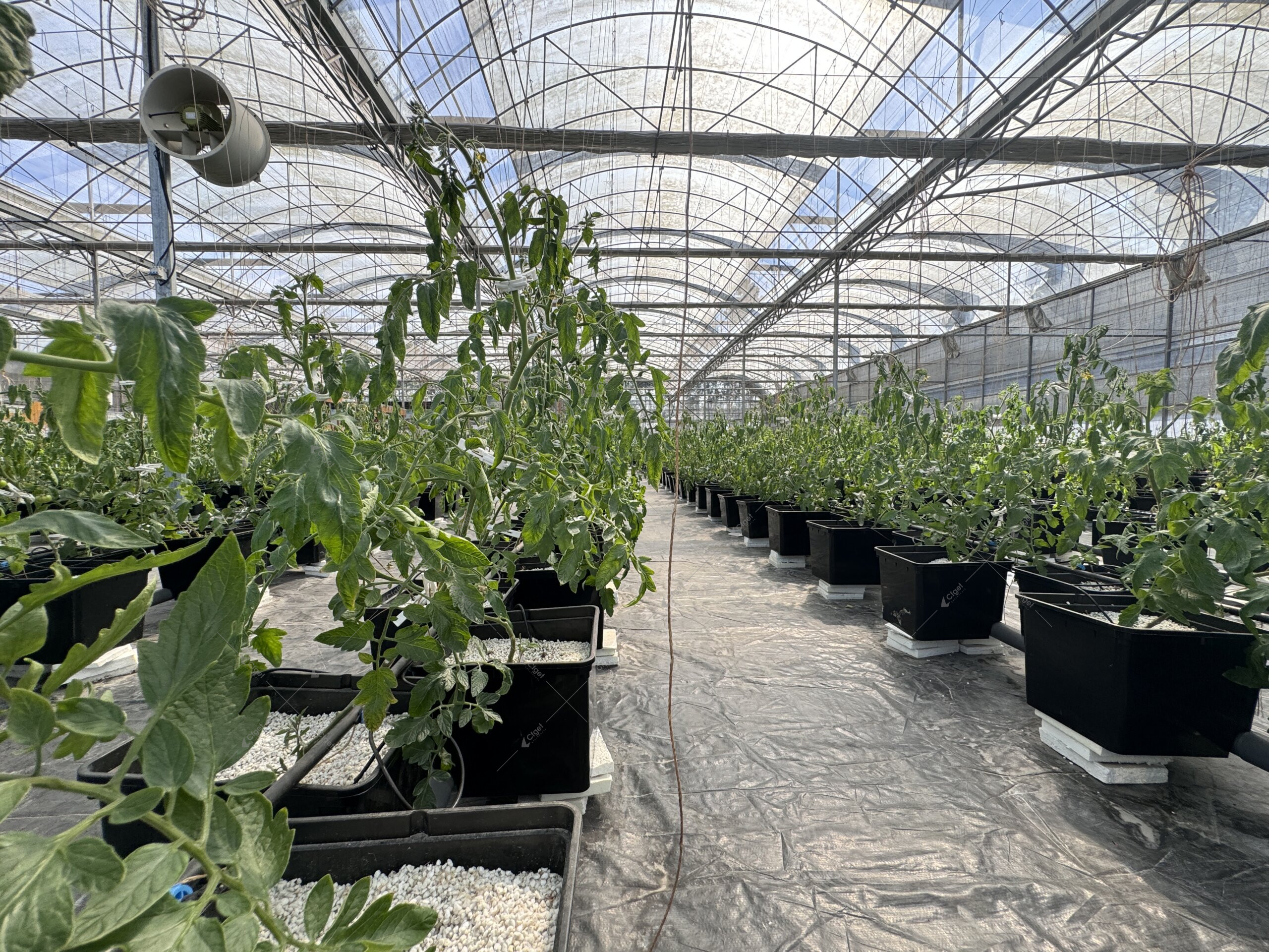 Drip irrigation lines serving container-grown tomatoes inside a commercial greenhouse