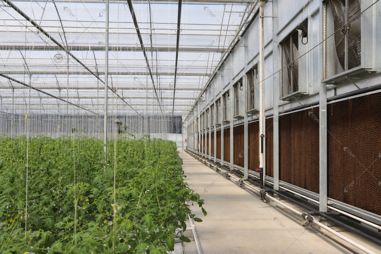 greenhouse supplier and RFQ planning image for greenhouse cooling system mistakes to avoid detail