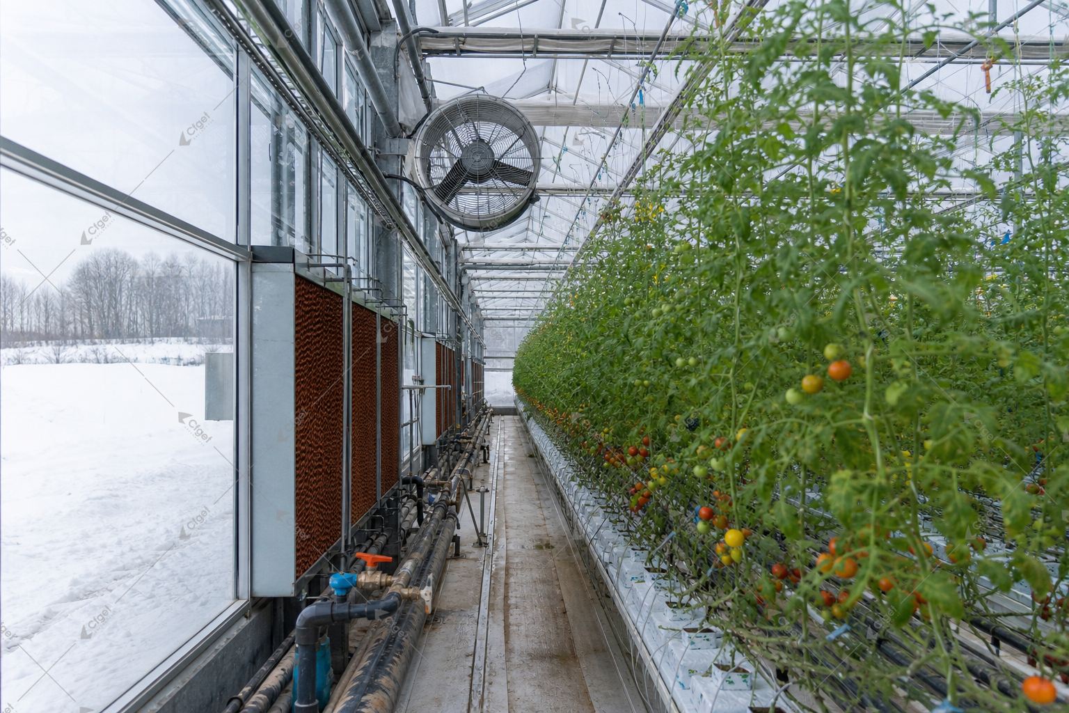 Project images help buyers separate a complete greenhouse offer from a quote that leaves important work undefined. greenhouse supplier and RFQ planning image for tomato greenhouse for cold climates detail