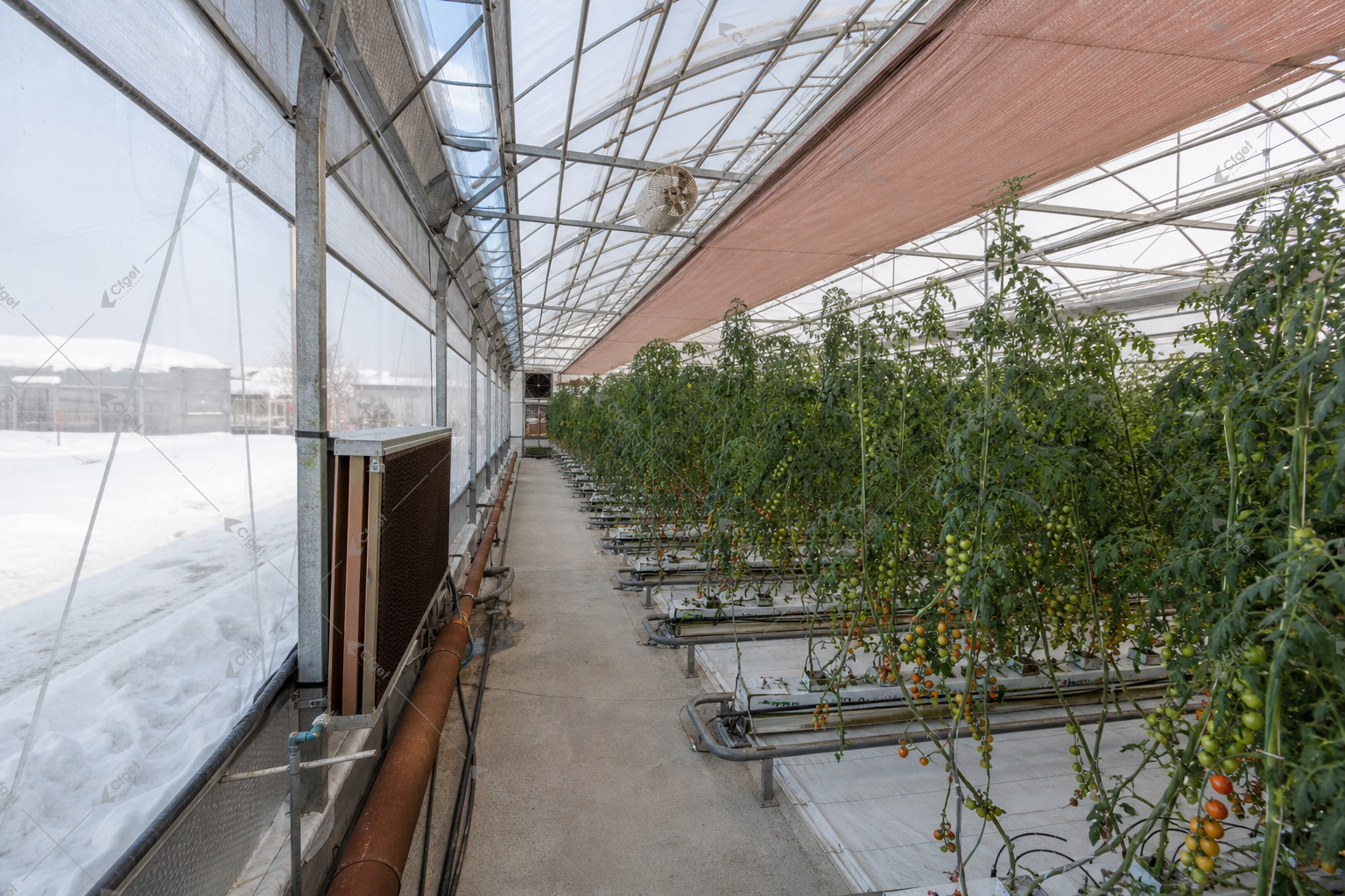 A practical RFQ should make structure, covering, systems, logistics, and after sales support visible before price is compared. greenhouse supplier and RFQ planning image for tomato greenhouse for cold climates detail