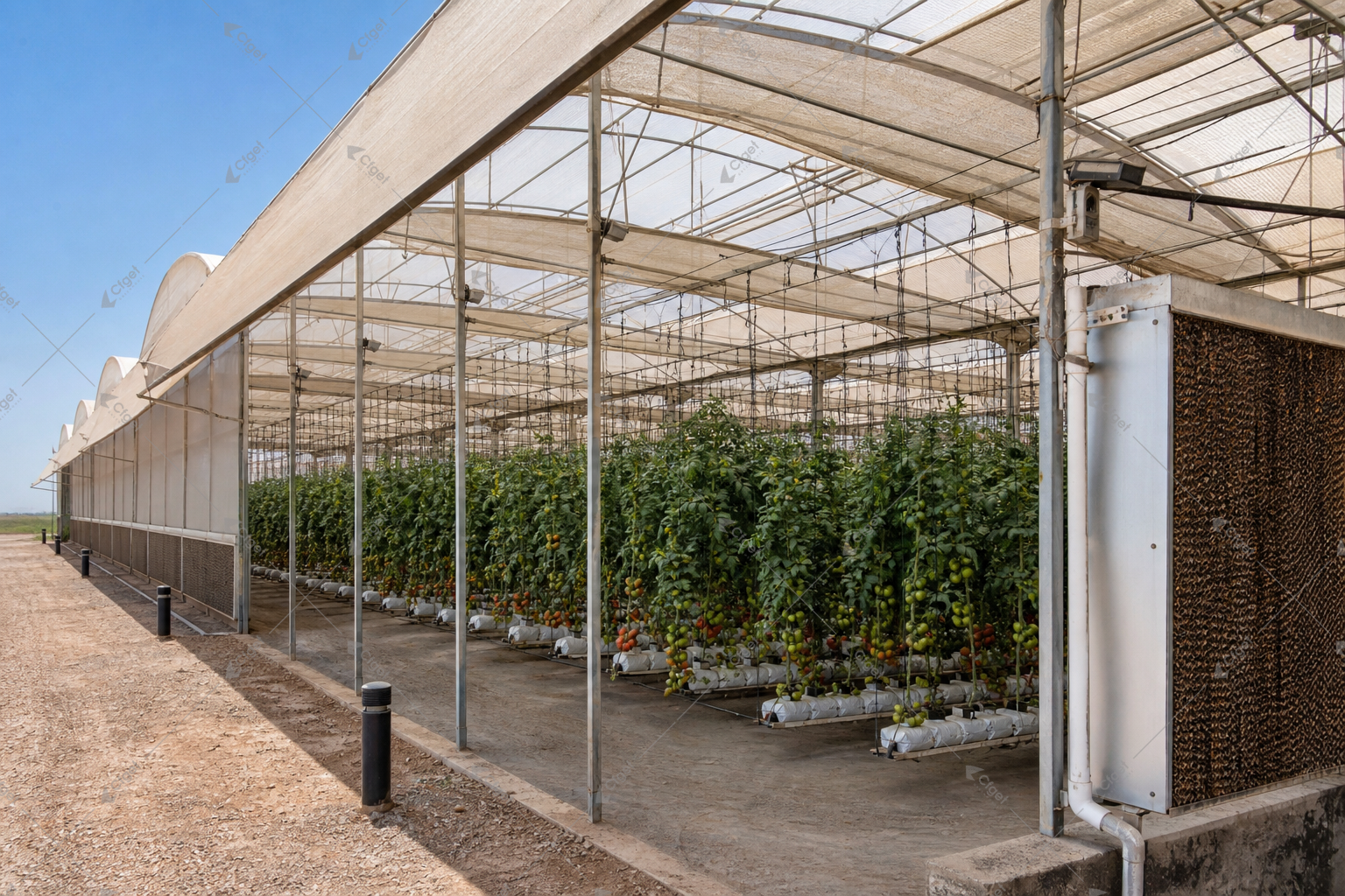 greenhouse supplier and RFQ planning image for tomato greenhouse for hot climates overview