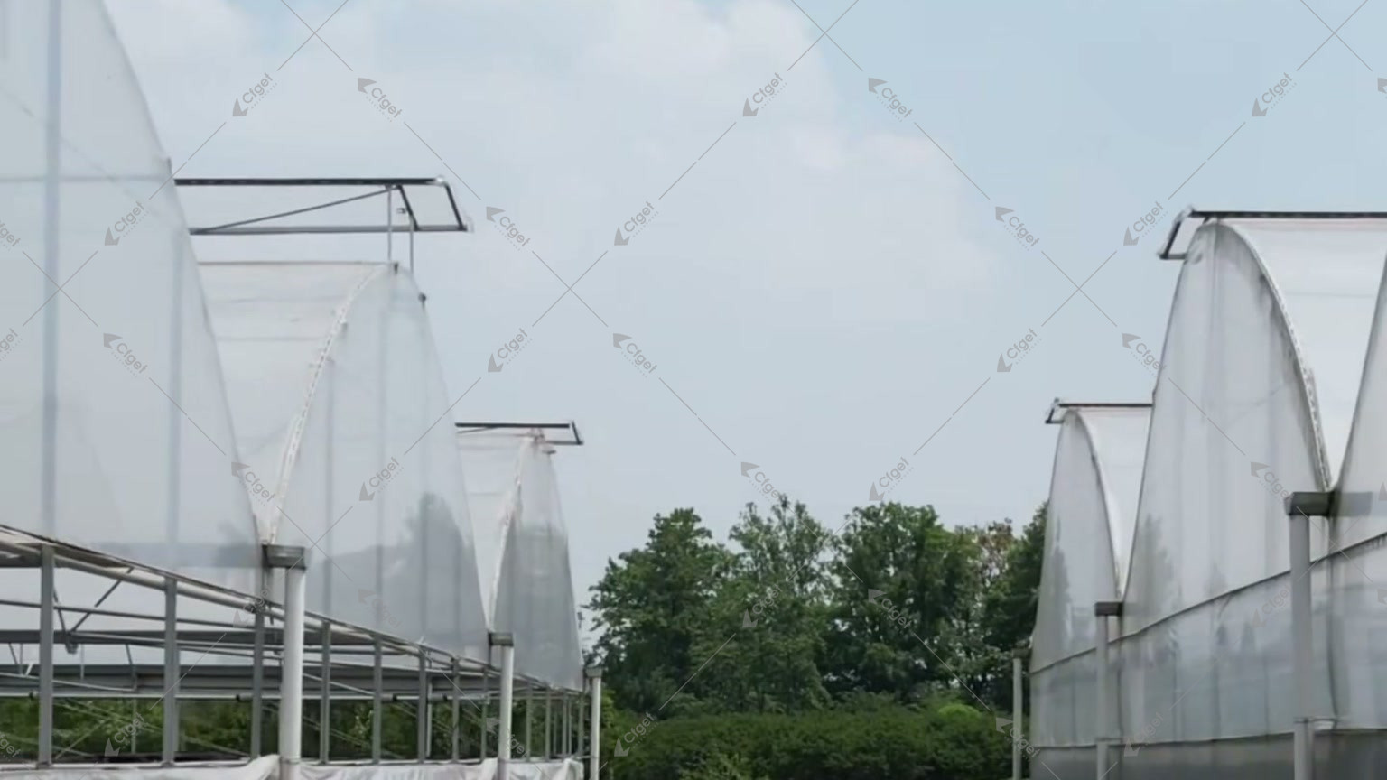 Rows of arched film greenhouses with roll-up side ventilation and mesh at a Chengdu blueberry site for can blueberries grow in a greenhouse