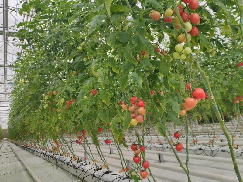 A full tomato canopy can become the dominant nighttime moisture source. Estimate moisture from crop stage and occupied area rather than greenhouse floor area alone. Mature greenhouse tomato canopy used to estimate crop moisture load