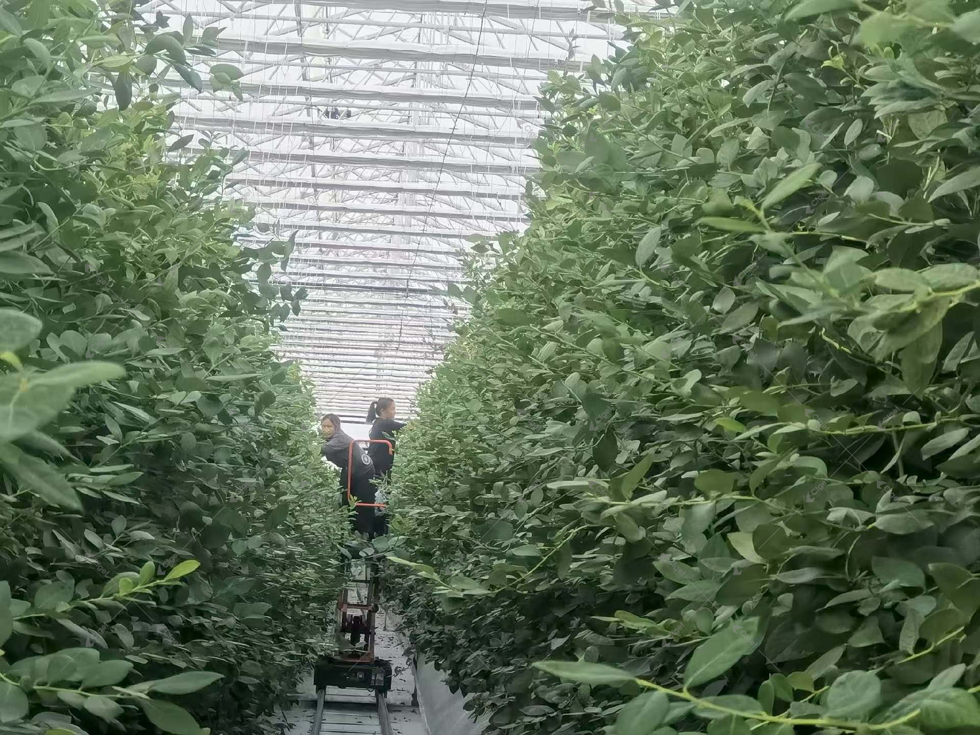 Dense foliage can block dry-air distribution. Commissioning measurements belong inside the canopy and in several zones, not only beside the dehumidifier. Dense greenhouse crop aisle where dry-air distribution must be measured inside the canopy