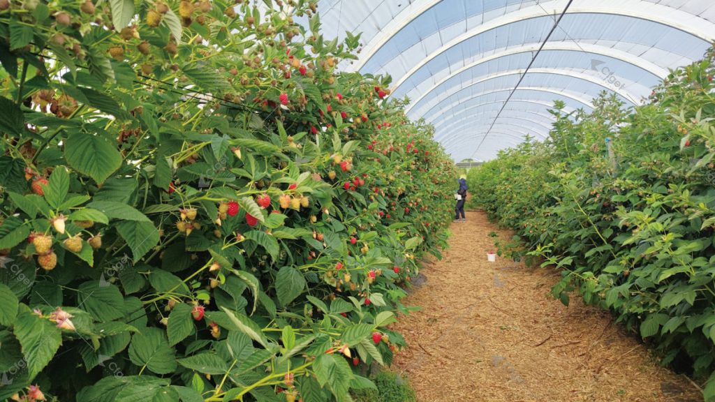 Fruit crop rows showing a defined canopy plane, side boundaries, and central aisle inside a greenhouse tunnel