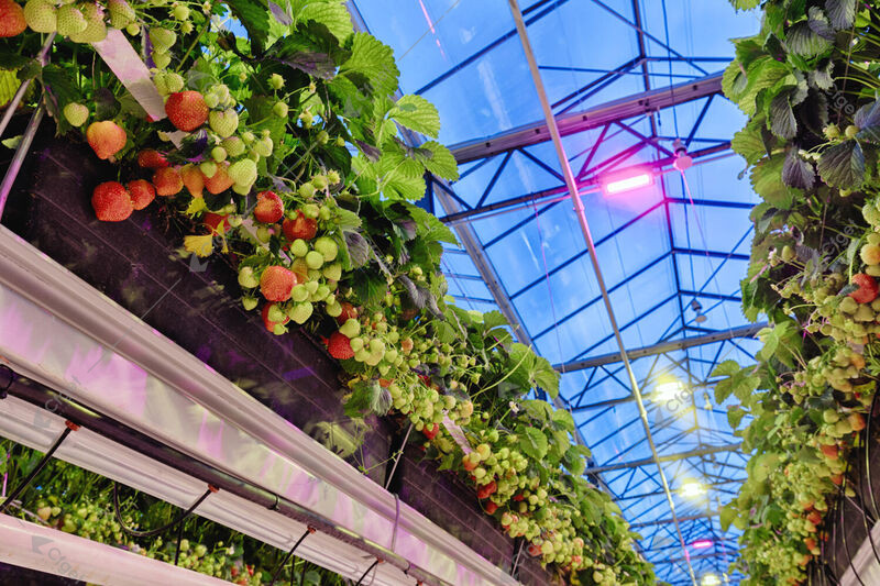 Supplemental greenhouse grow lights operating close to a fruiting strawberry canopy