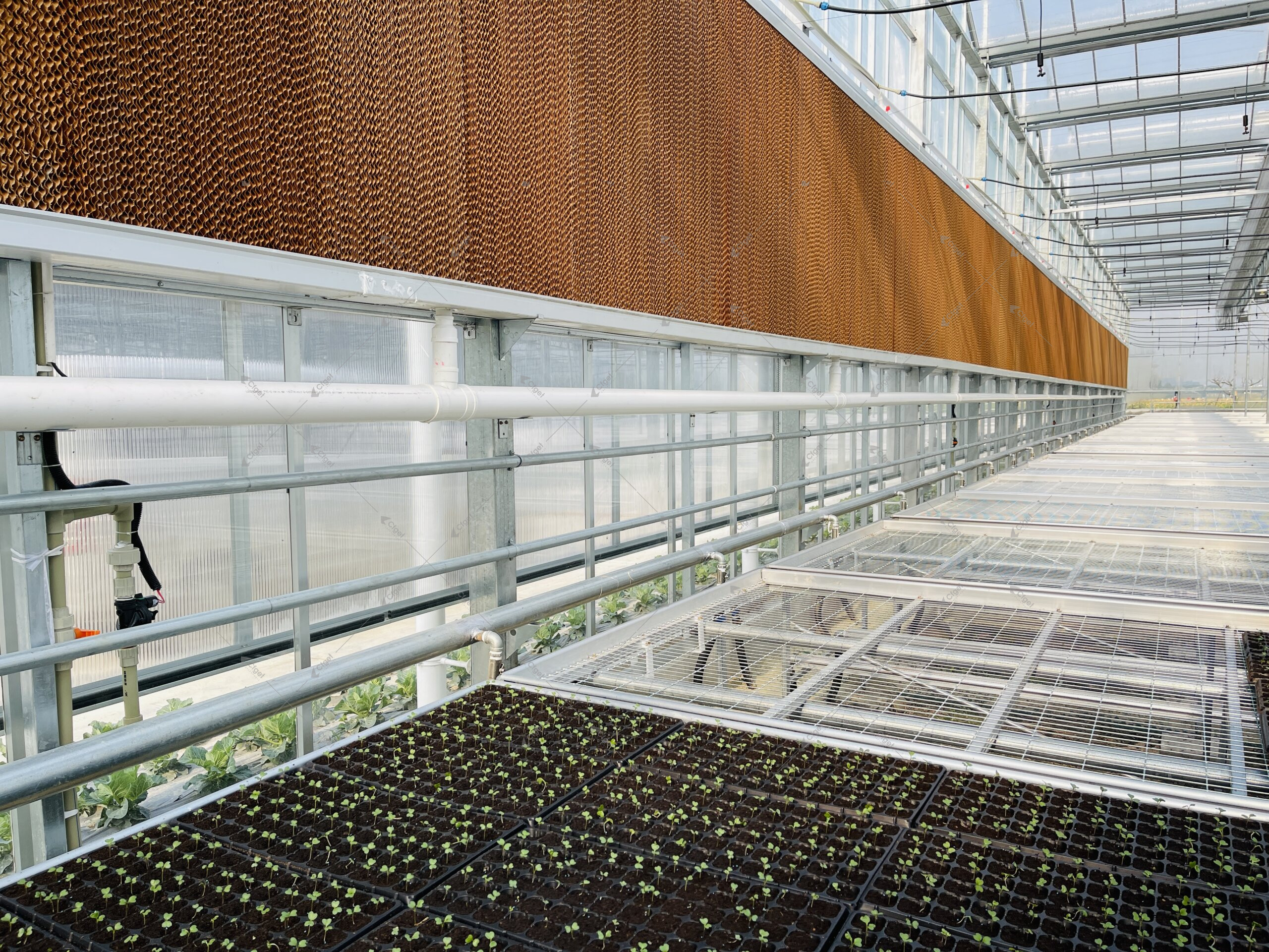Evaporative cooling pad and water distribution pipe inside a greenhouse for greenhouse maintenance schedule