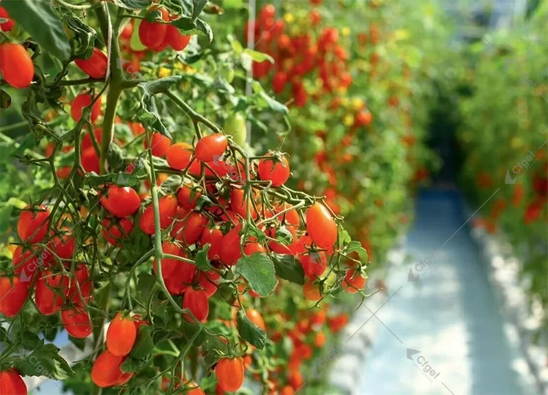 Fruiting tomato trusses in a commercial greenhouse crop row