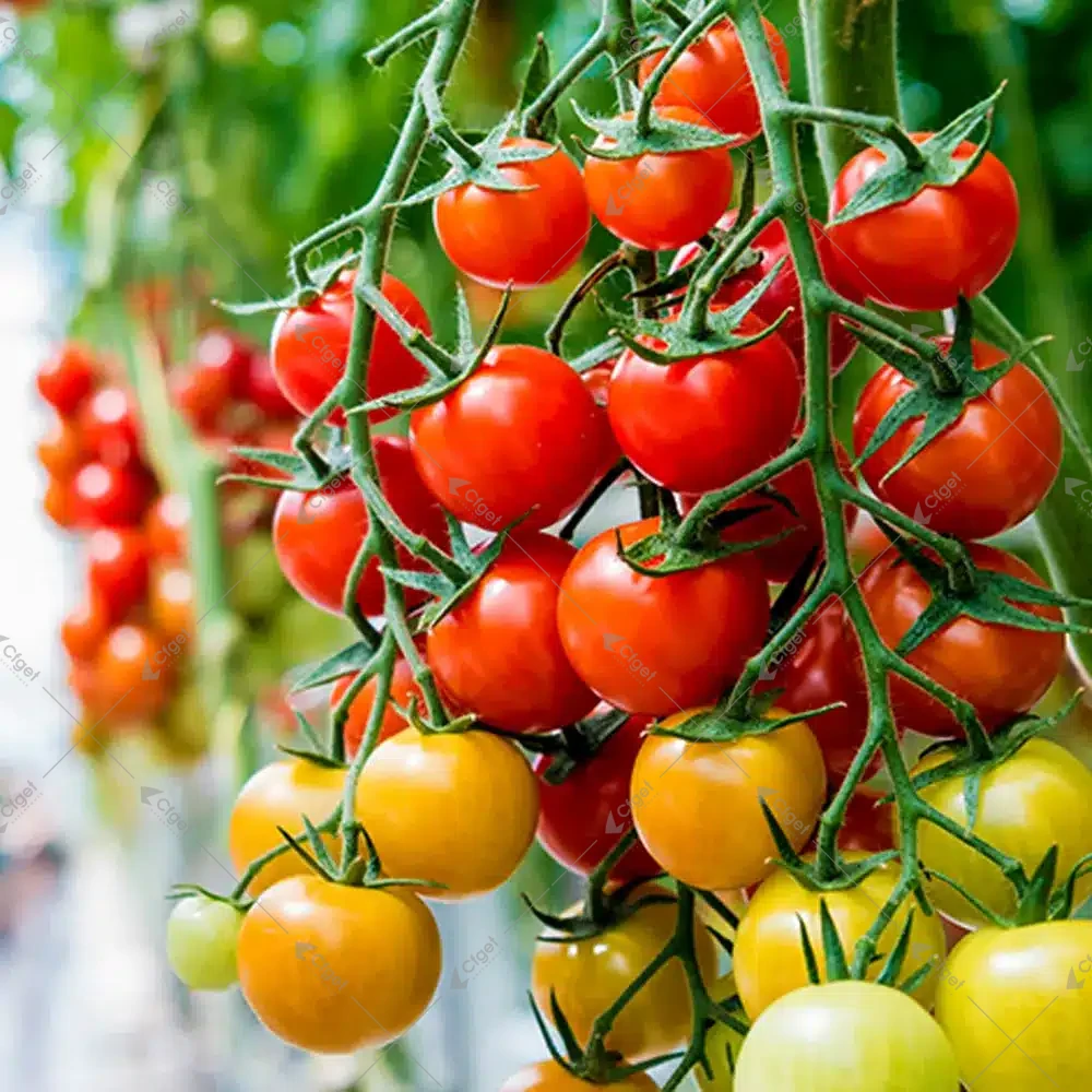 Tomato truss with fruit at several stages of development for greenhouse pollination management
