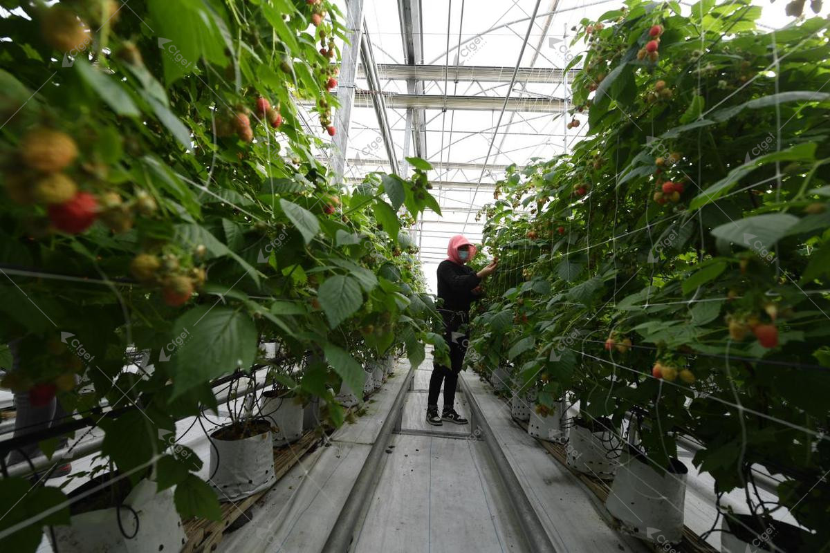 Workers inspecting a greenhouse raspberry crop during harvest