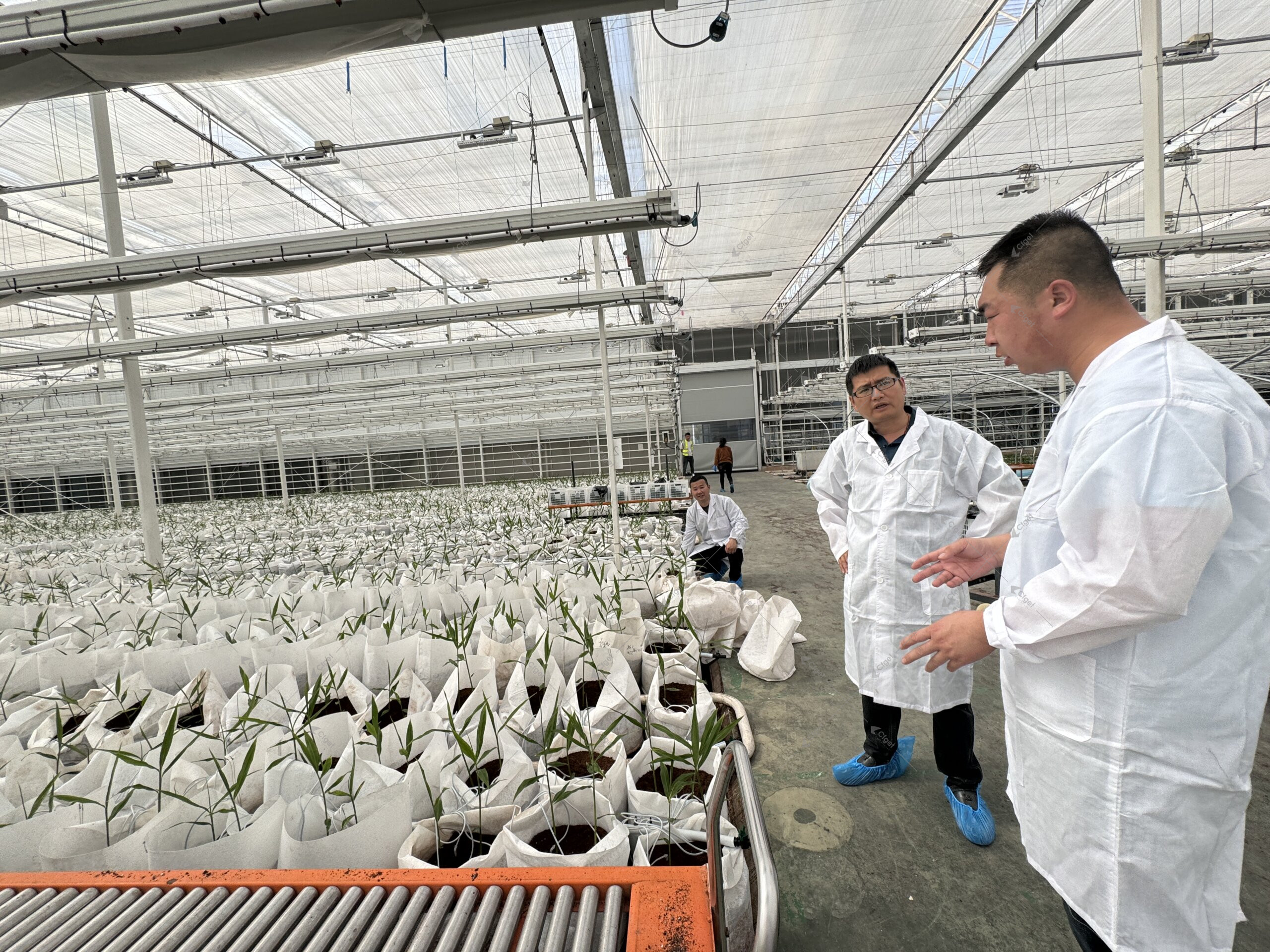 Before final payment, run an operator retrieval test for drawings, tags, settings, alarms, manuals, serials, spares, training, warranties, test records, and unresolved items. Technical team reviewing crop systems and installed equipment inside a greenhouse