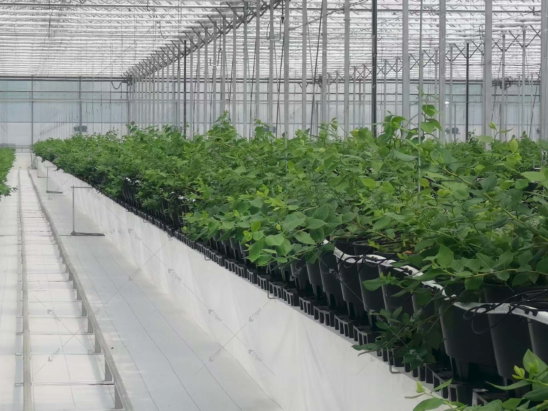 Rows of potted plants on a light greenhouse floor