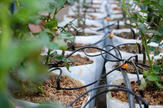 Emitter position, bag geometry, particle size, and packing density jointly shape the wetting pattern and root-zone oxygen. Drip emitters installed in greenhouse substrate grow bags