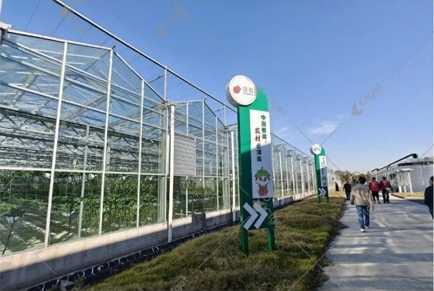 Стеклянная теплица клубничного проекта Jiamei в Ханчжоу
