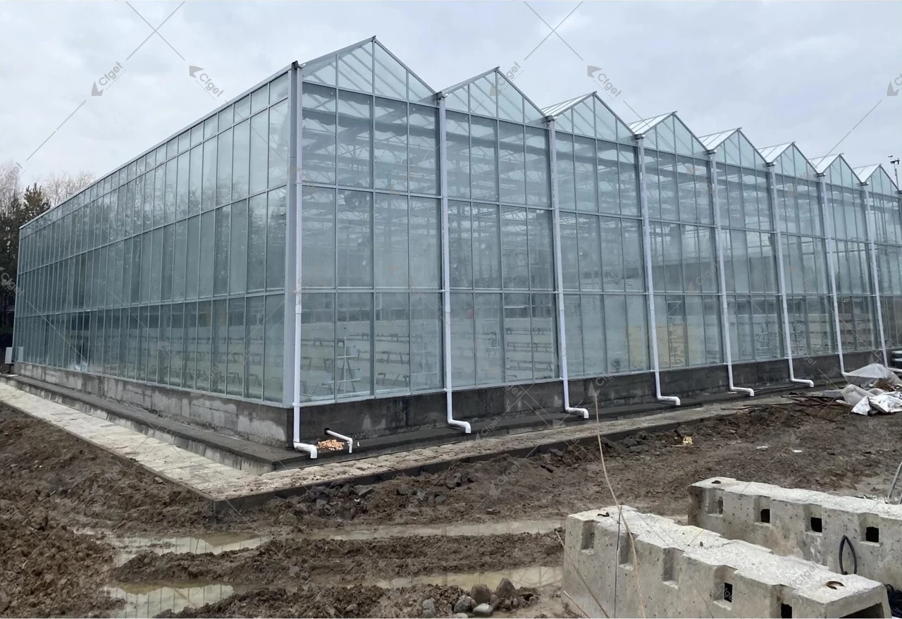 Стеклянная теплица Venlo для клубники в Алматы