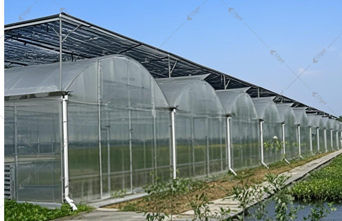 Exterior of a multi-span film greenhouse with an overhead shade structure and perimeter walkway.