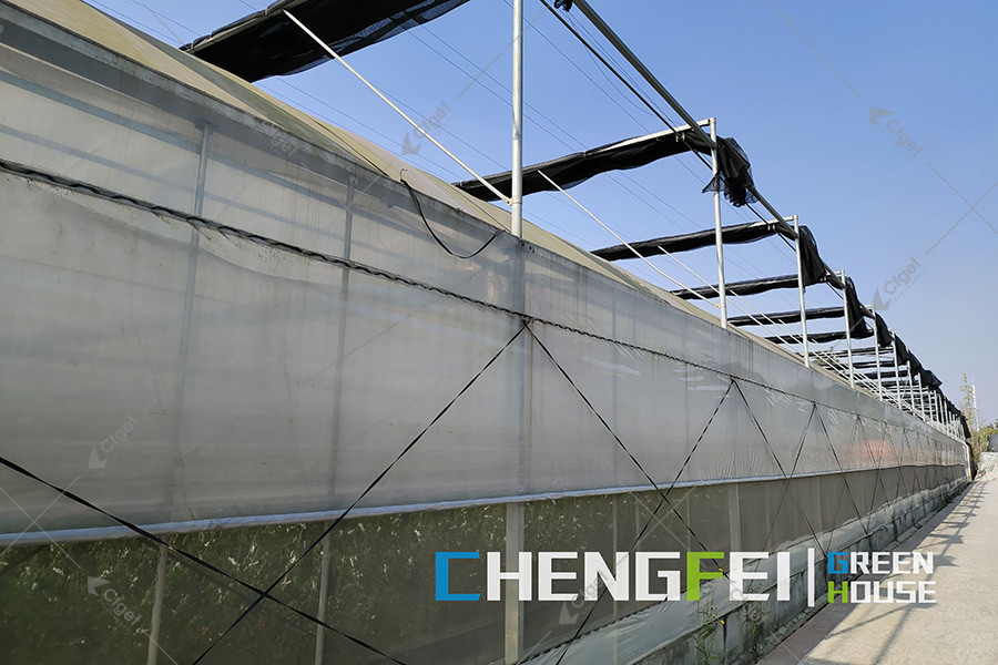 Film greenhouse sidewall with diagonal bracing and retracted external shade fabric above.