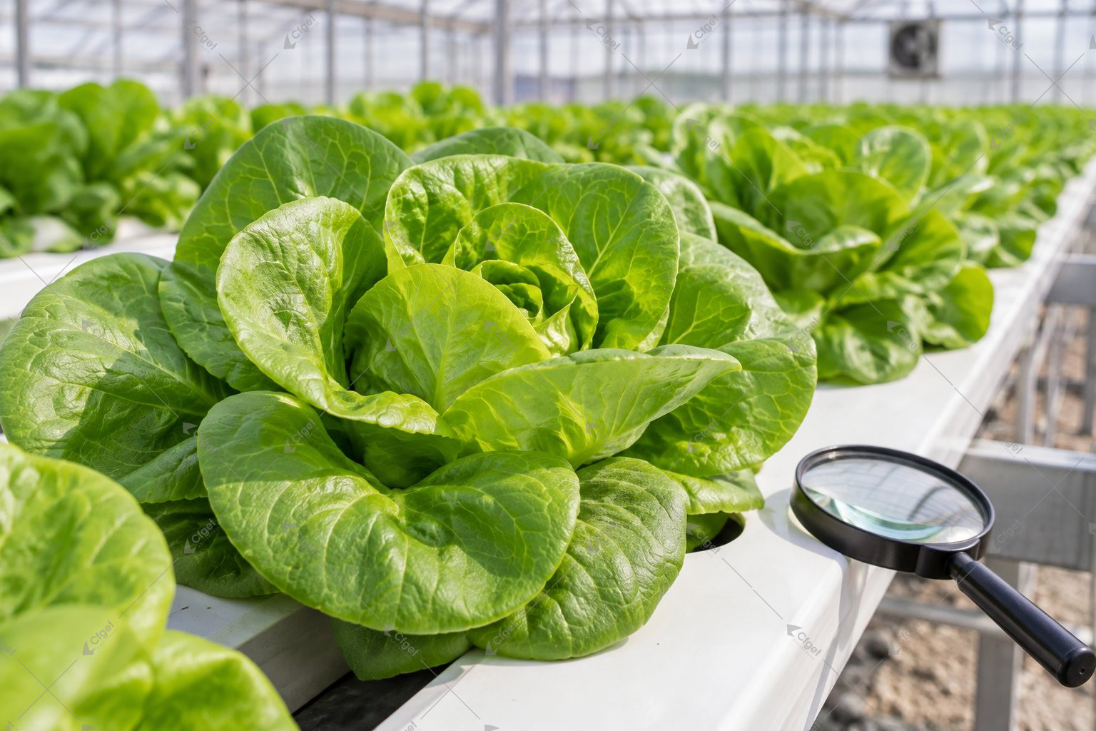 Illustration of a greenhouse lettuce head beside a magnifying lens for close leaf inspection