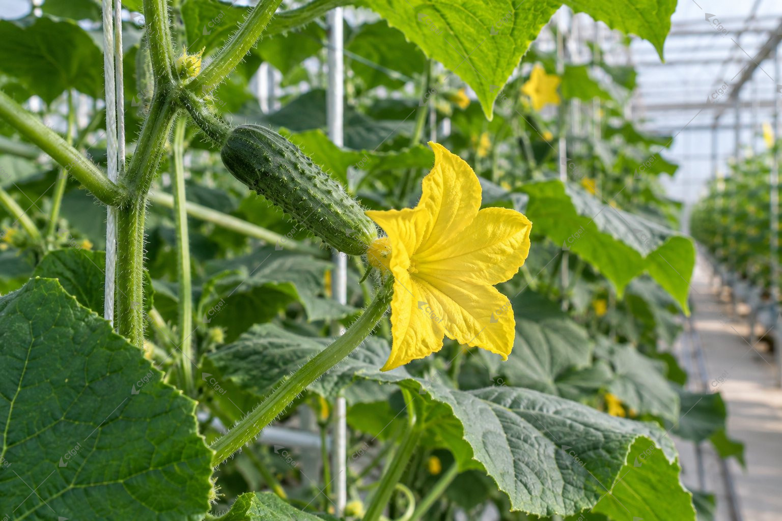 Illustration of a cucumber flower attached to a young fruit inside a greenhouse
