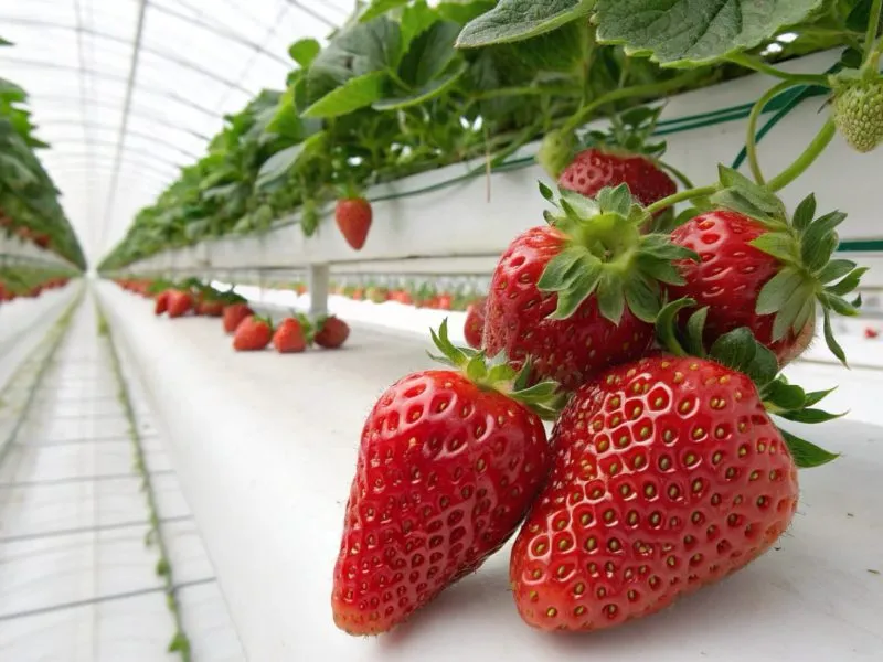strawberries-in-more- strawberries-in-more-
